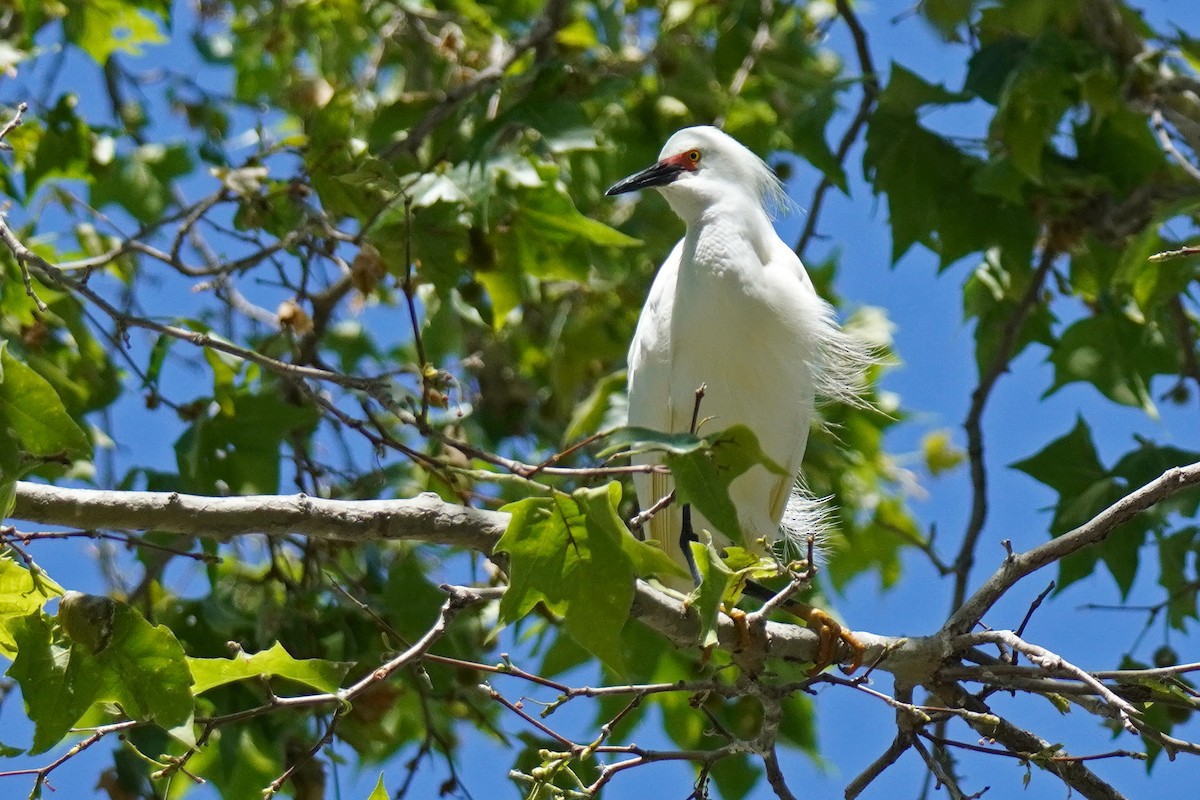 Snowy Egret - ML619703790