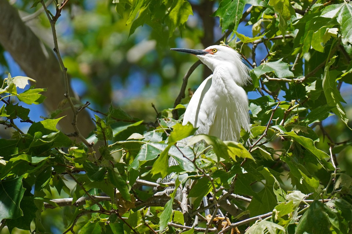 Snowy Egret - ML619703793