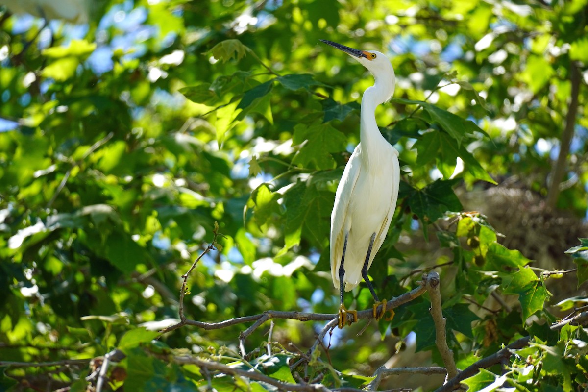 Snowy Egret - ML619703796