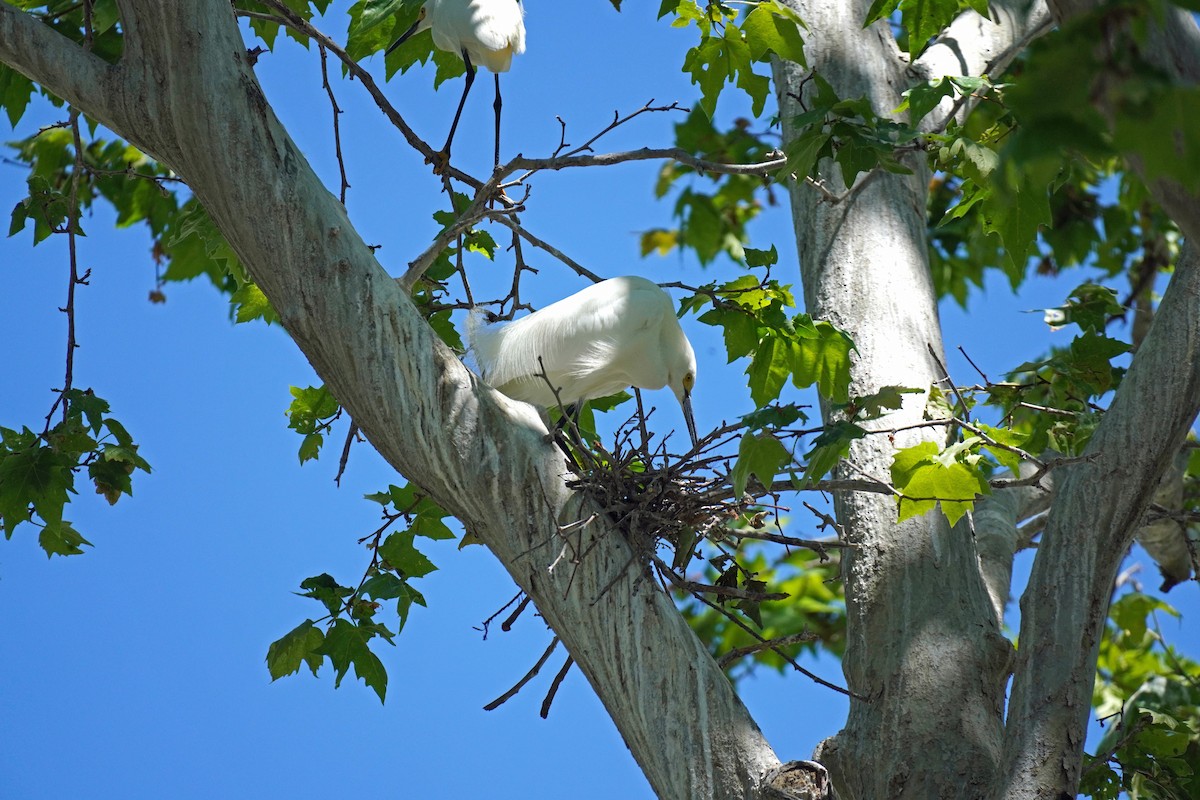 Snowy Egret - Susan Iannucci