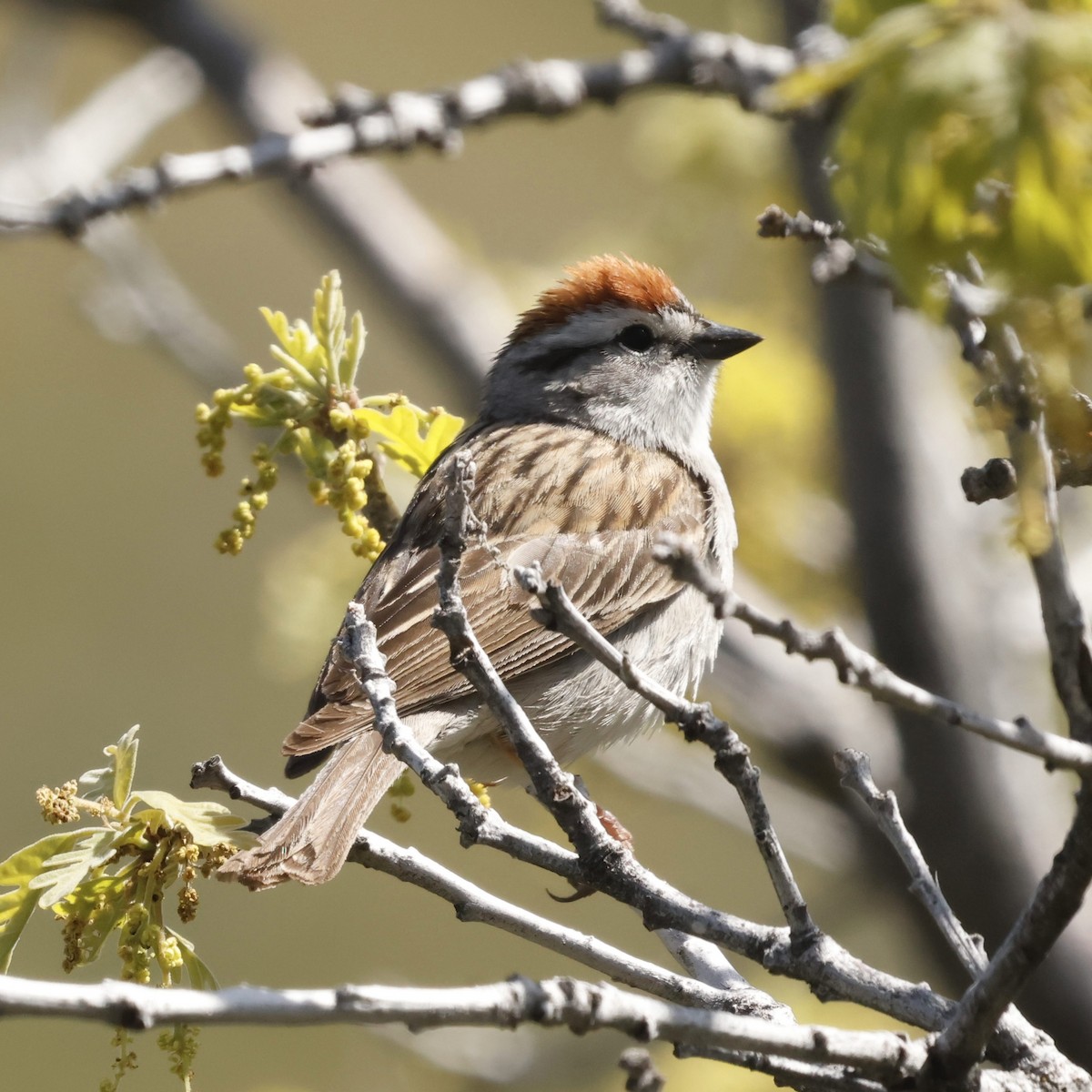 Chipping Sparrow - ML619703829