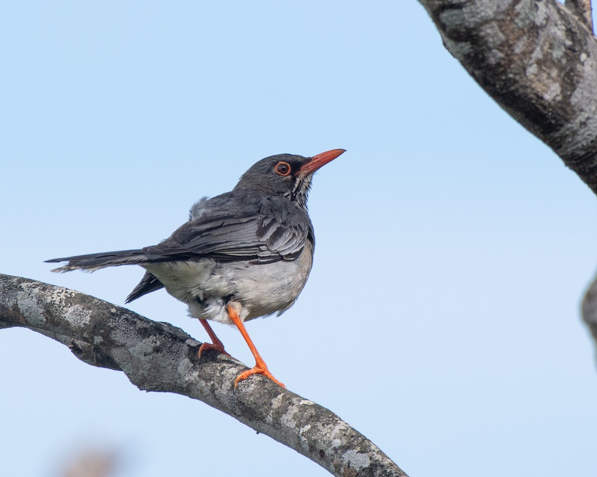 Red-legged Thrush (Antillean) - ML619703841