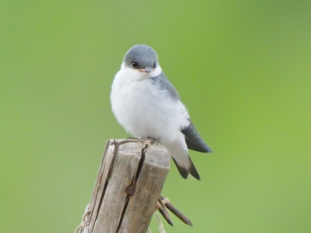 White-winged Swallow - ML619703844