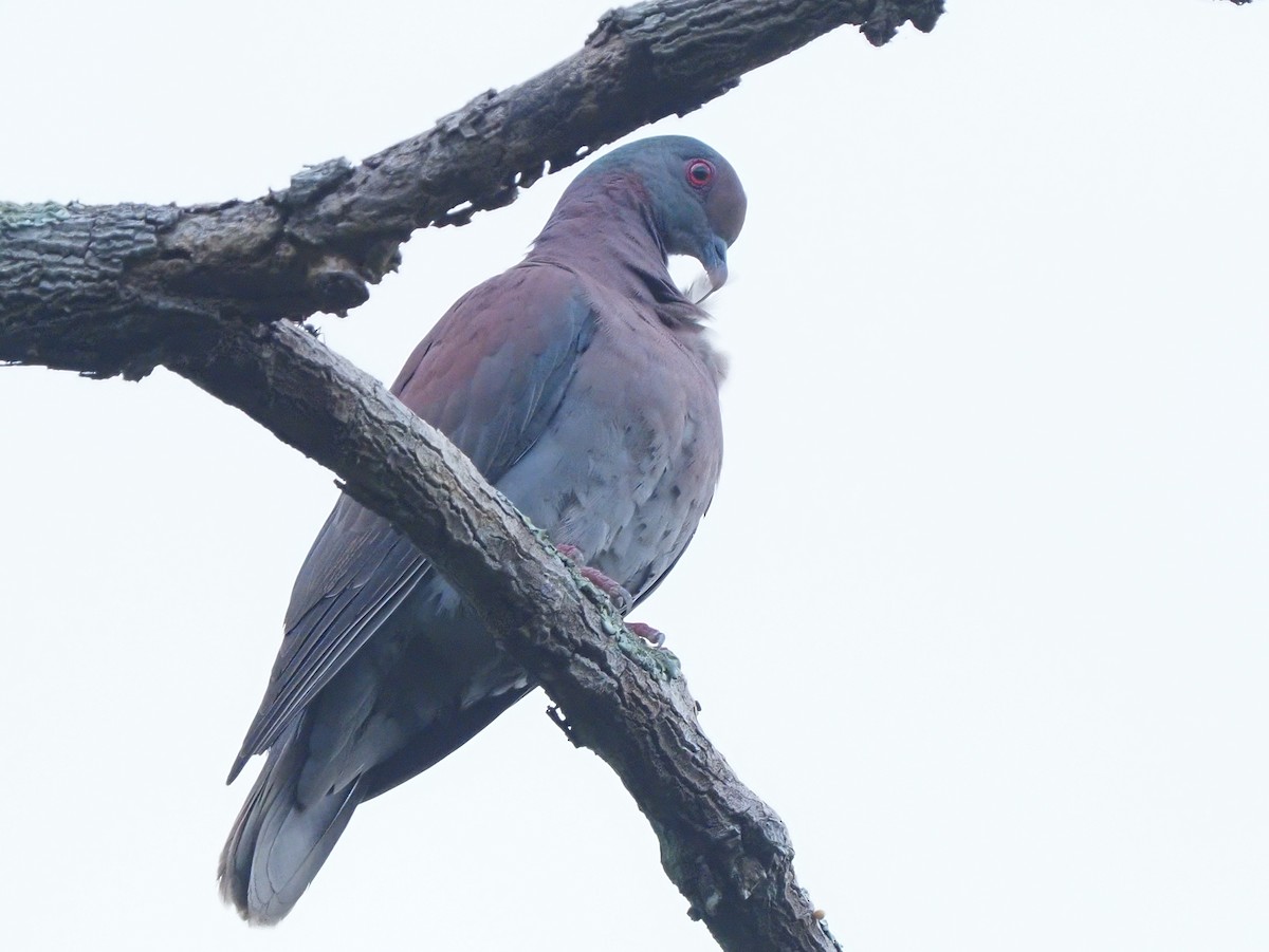 Pale-vented Pigeon - ML619703898