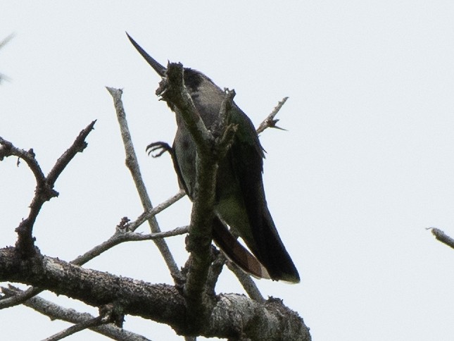 kolibřík tmavoprsý - ML619703910