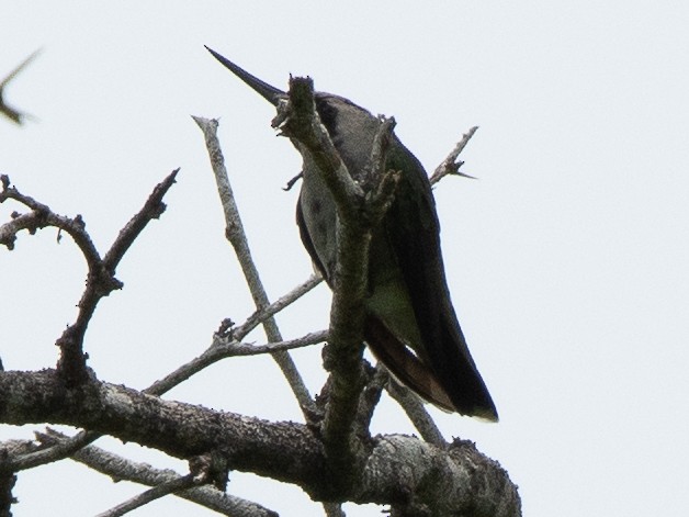 kolibřík tmavoprsý - ML619703911