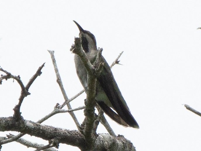 kolibřík tmavoprsý - ML619703913