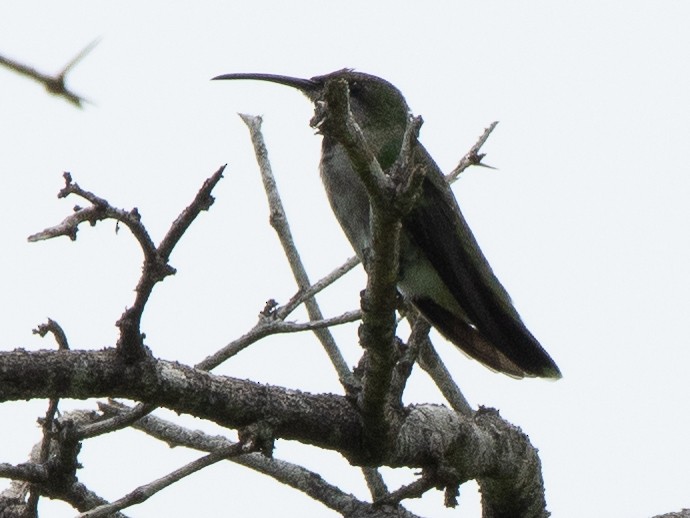 kolibřík tmavoprsý - ML619703914