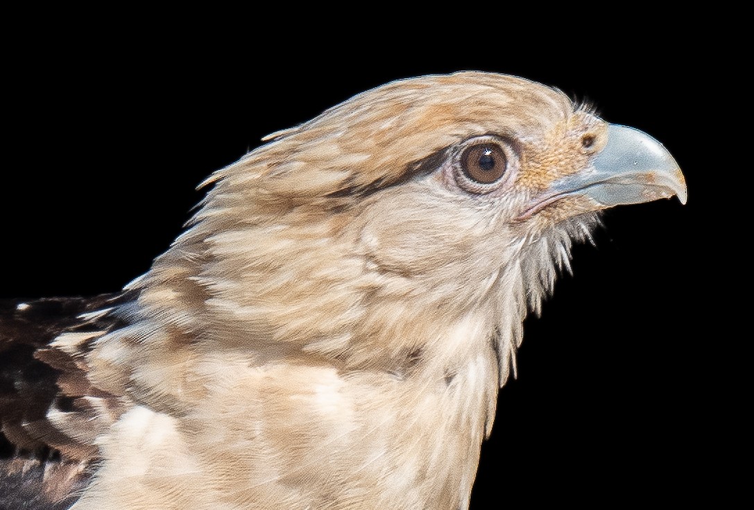 Caracara Chimachima - ML619703931