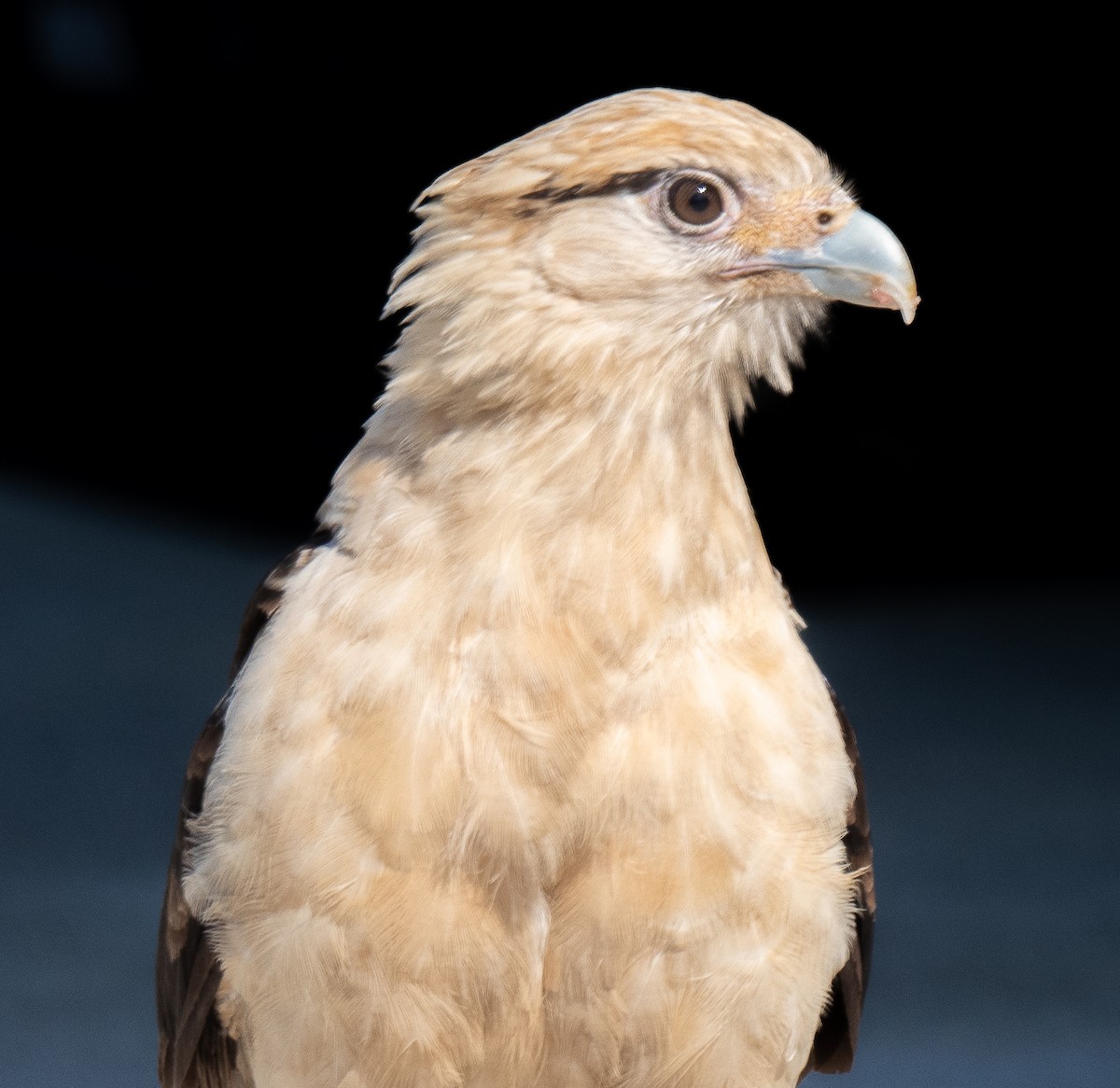 Caracara à tête jaune - ML619703932