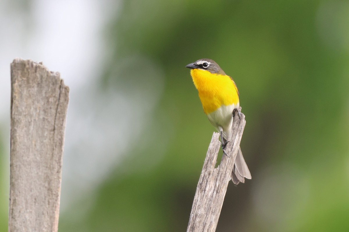 Yellow-breasted Chat - ML619703939