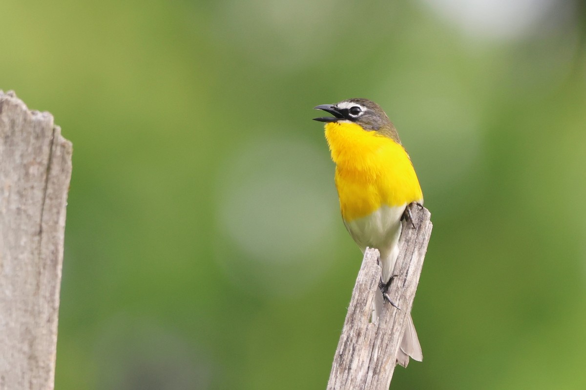 Yellow-breasted Chat - ML619703940