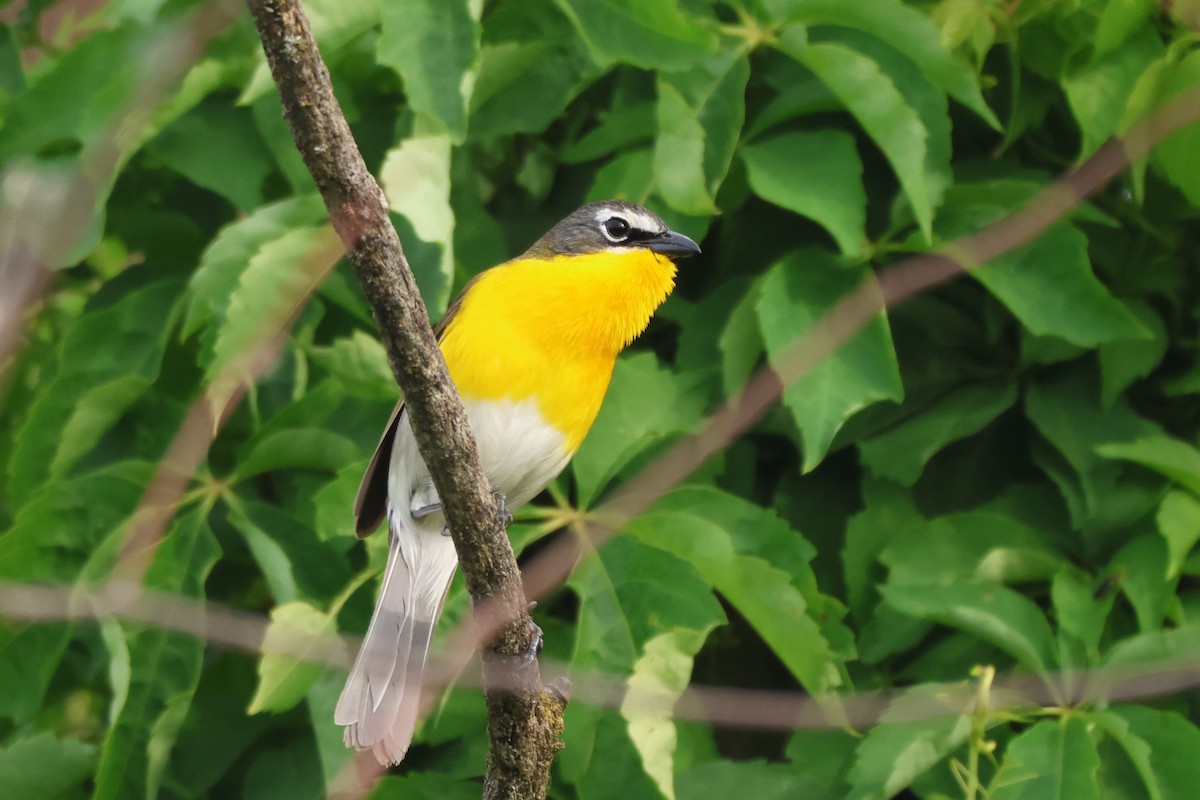 Yellow-breasted Chat - ML619703941