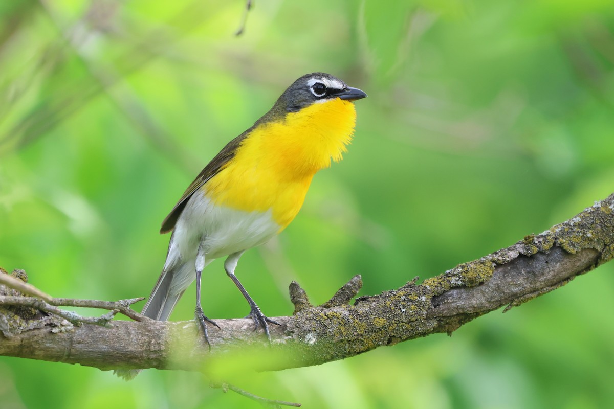 Yellow-breasted Chat - ML619703943