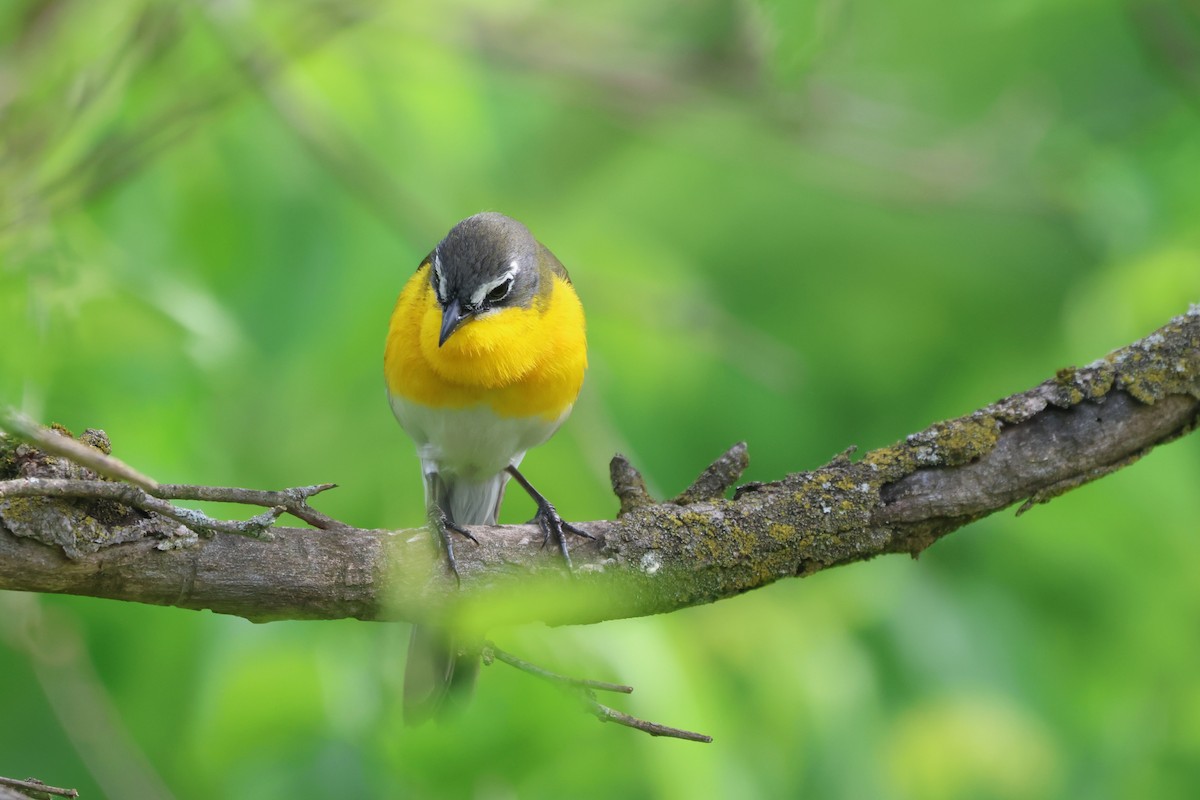 Yellow-breasted Chat - ML619703944