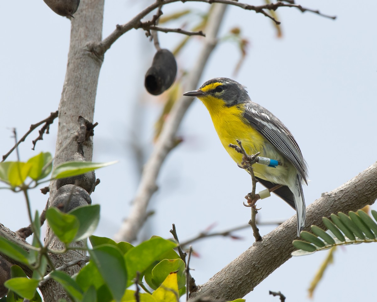 Adelaide's Warbler - ML619703952