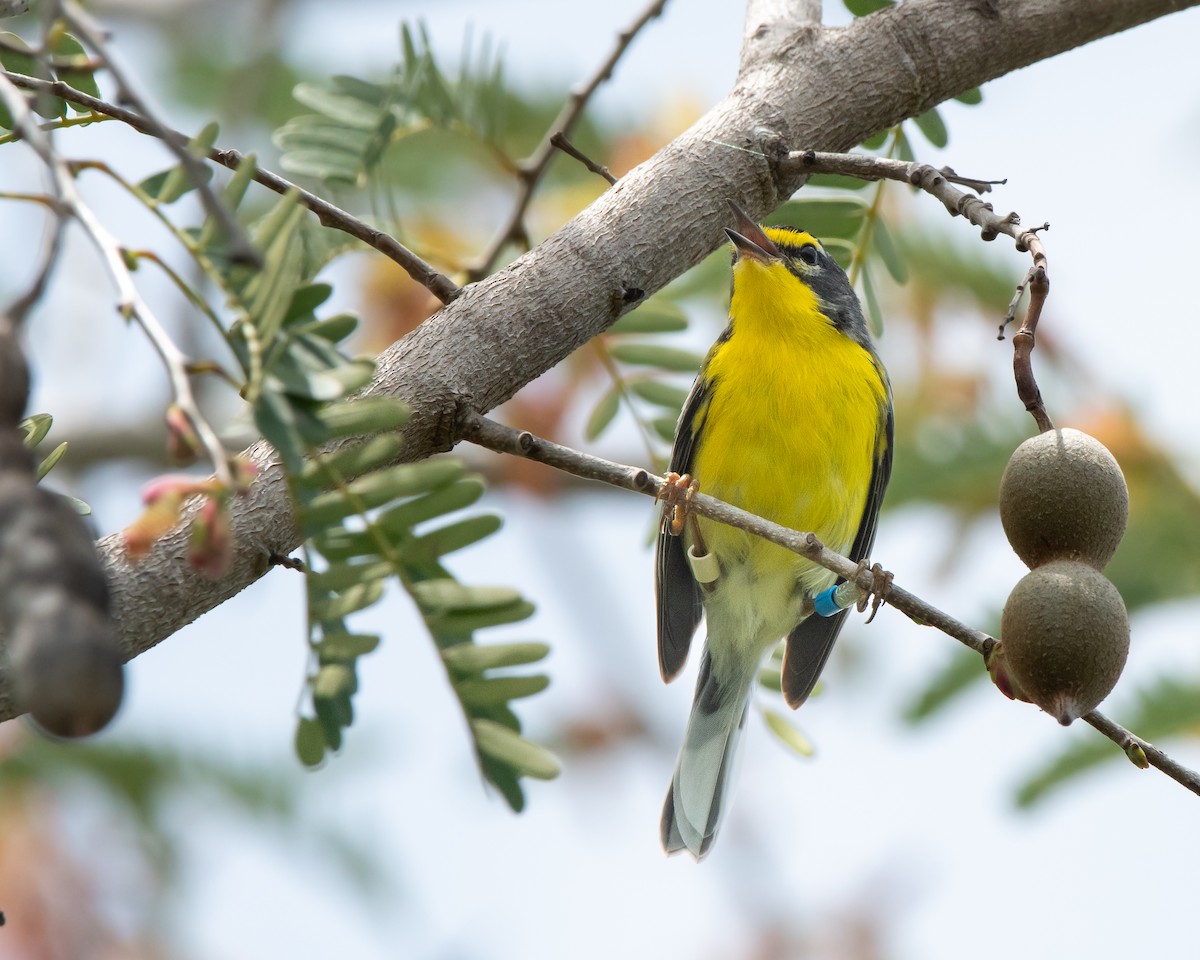 Adelaide's Warbler - ML619703954