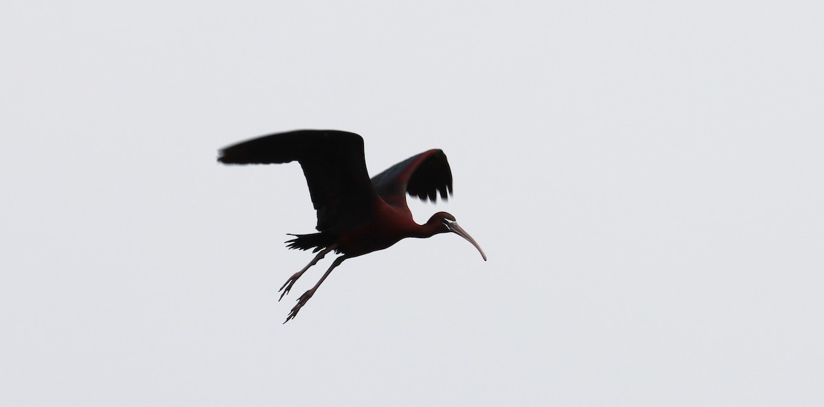 Glossy Ibis - ML619703997