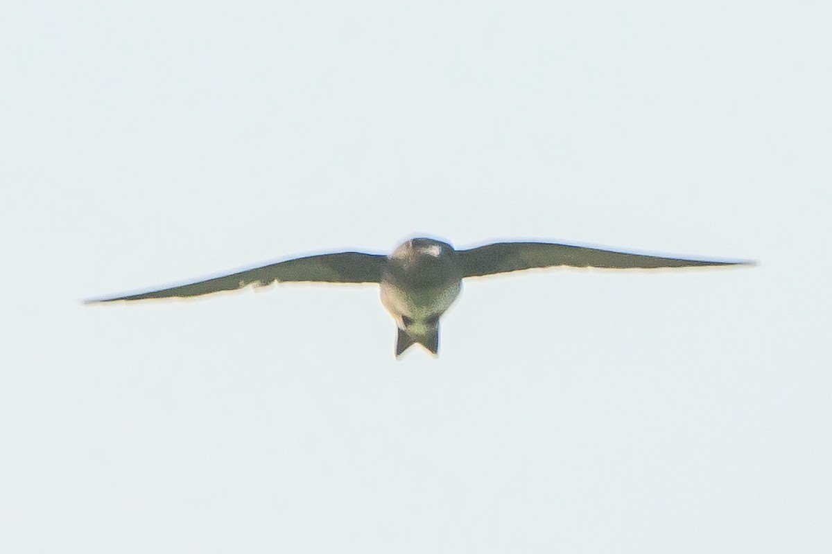 Purple Martin - ML619704031