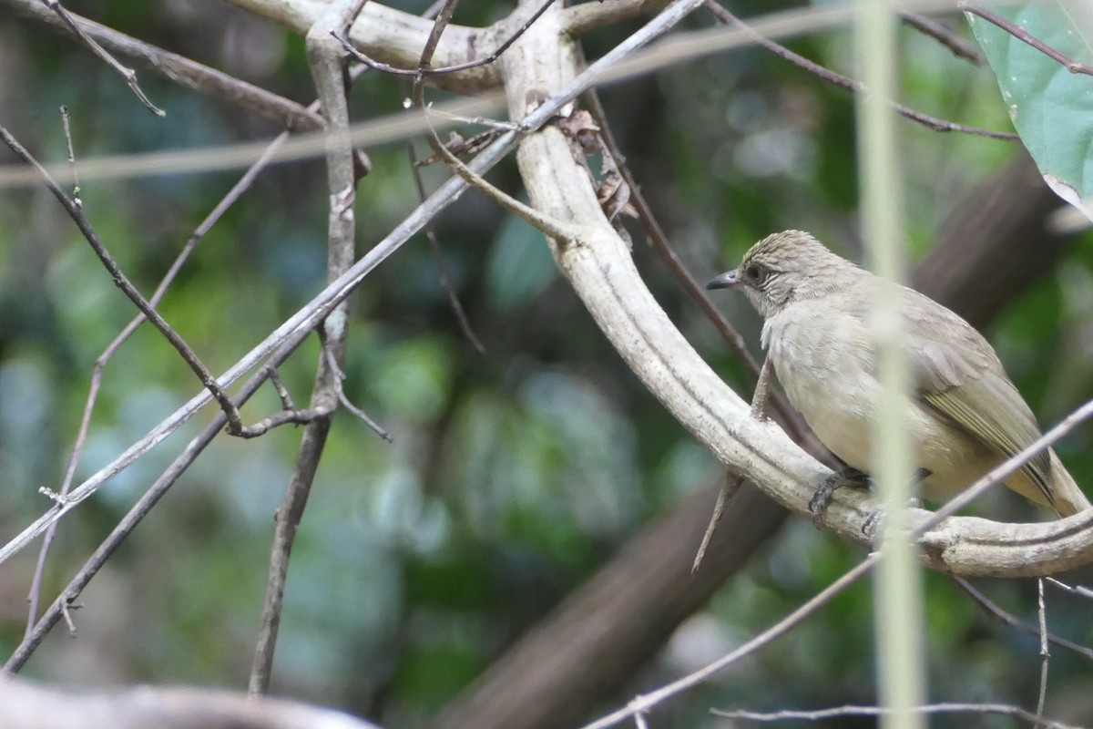 Streak-eared Bulbul - ML619704035