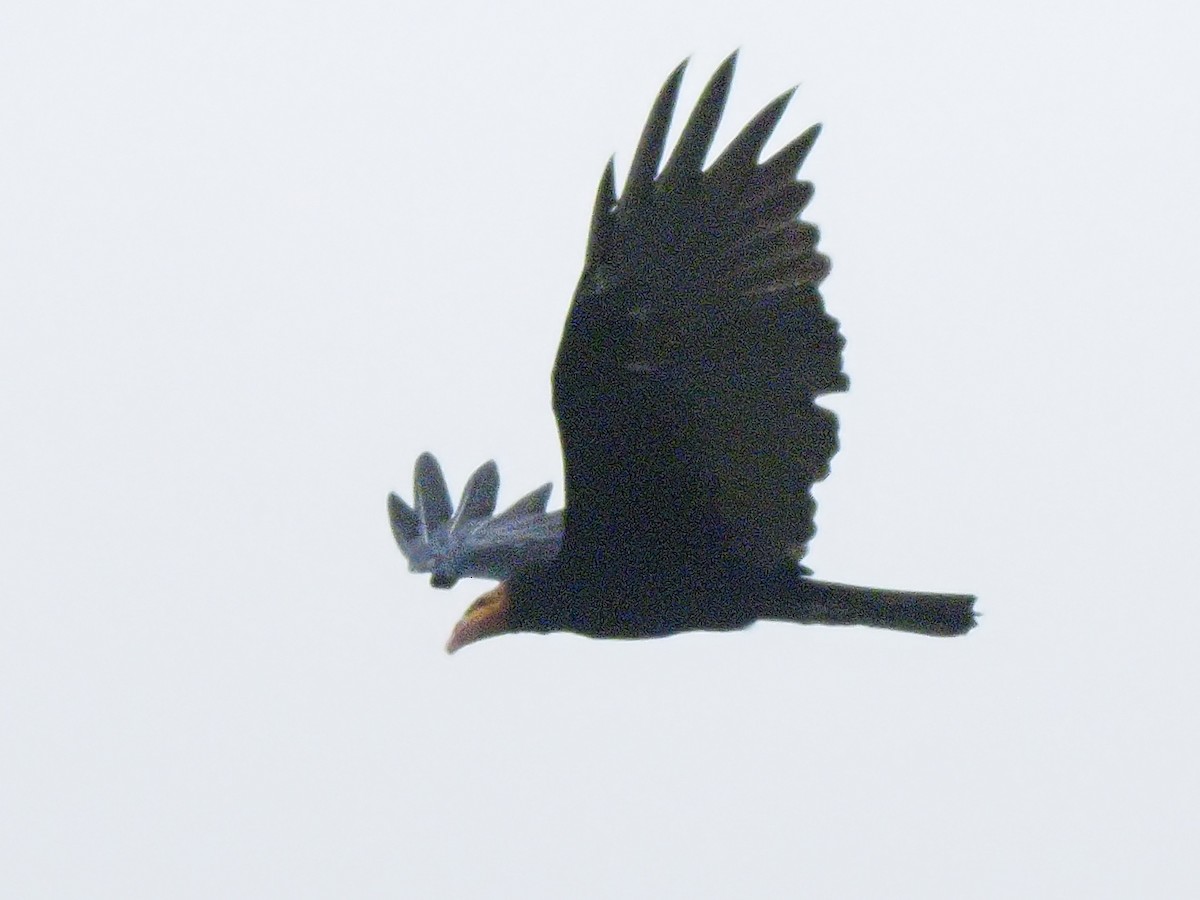 Greater Yellow-headed Vulture - ML619704041