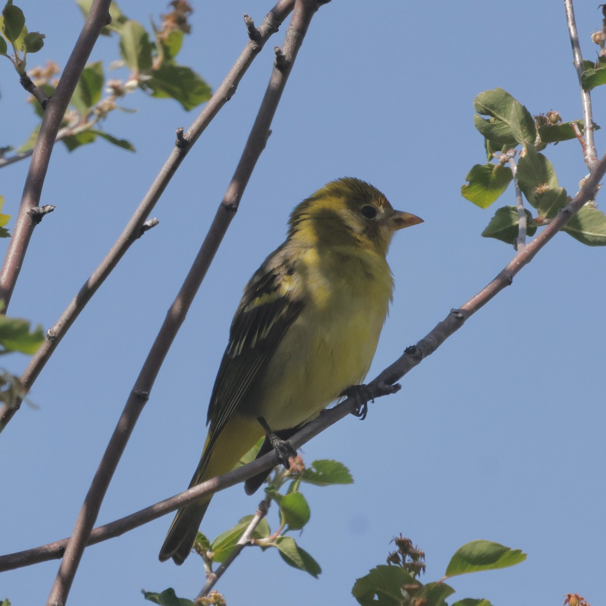 Western Tanager - ML619704049