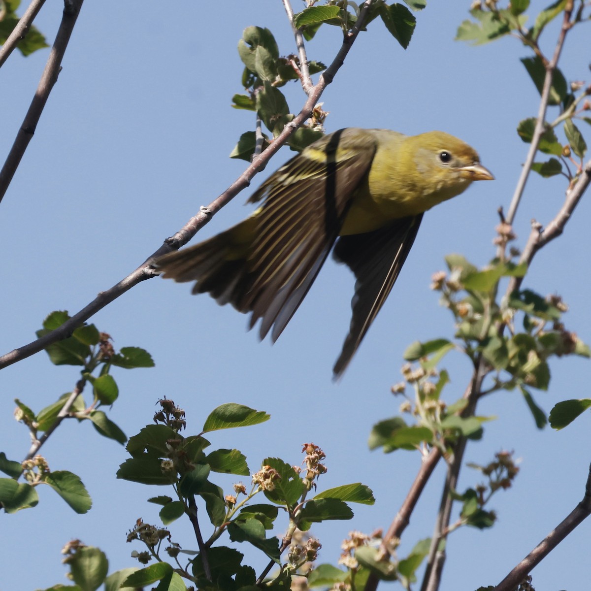 Western Tanager - ML619704056