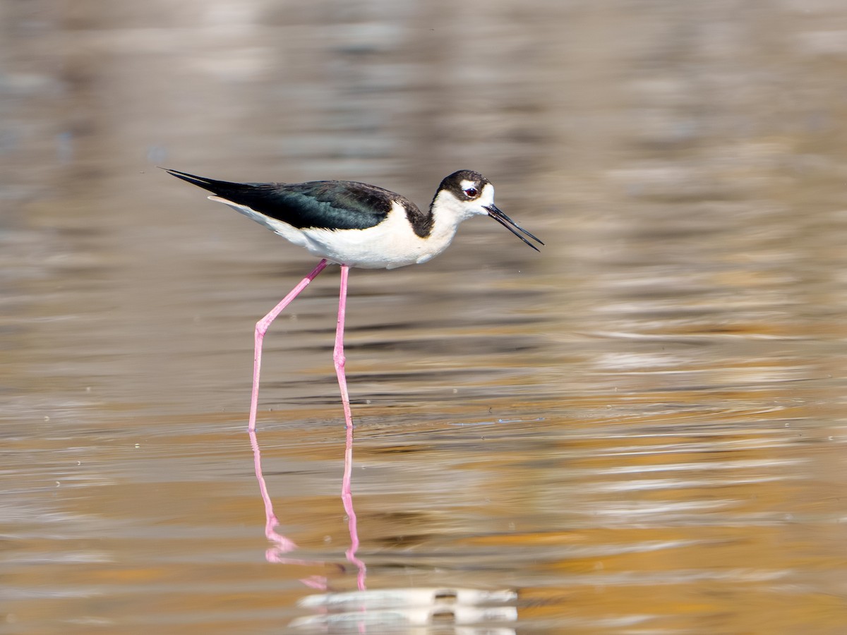 Black-necked Stilt - ML619704087