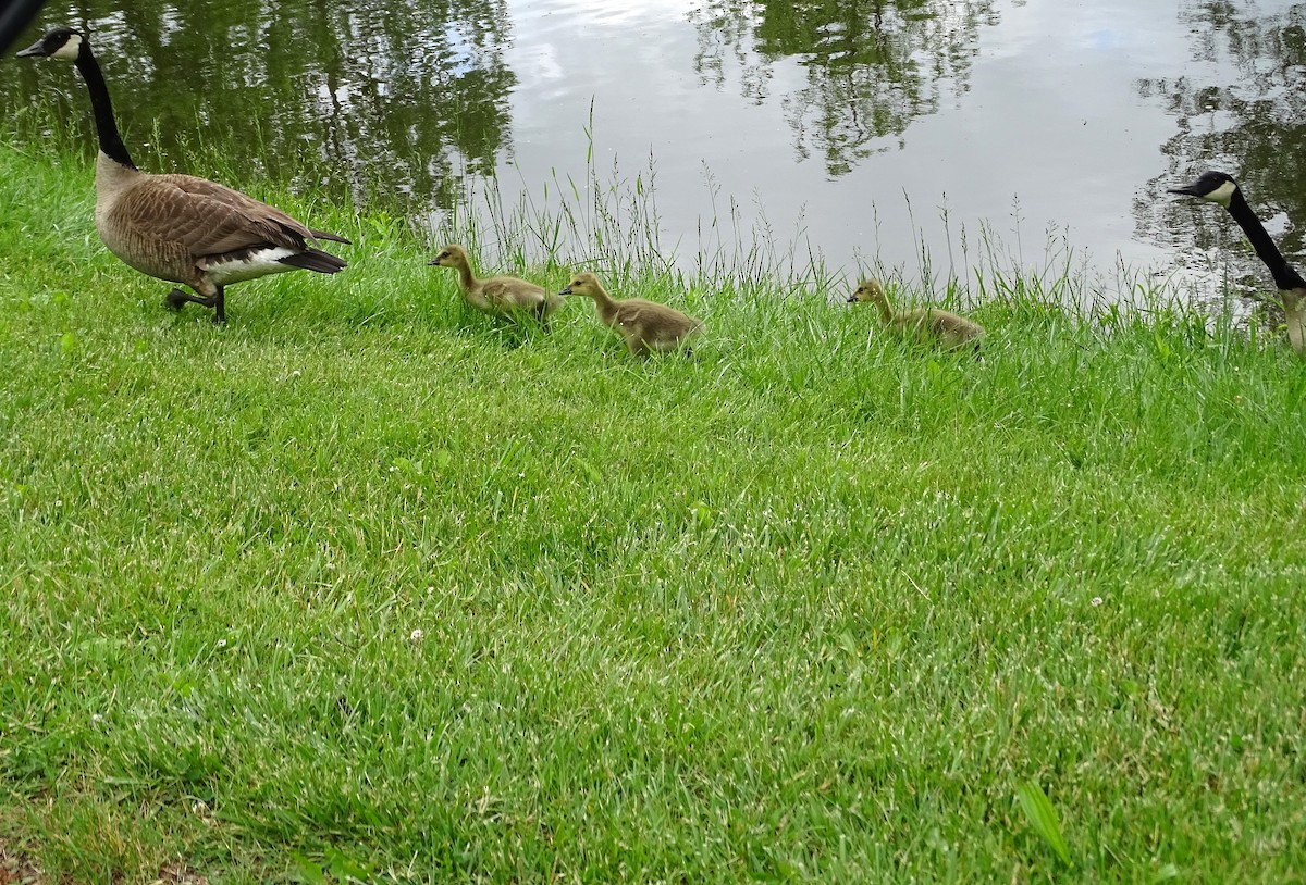 Canada Goose - ML619704092