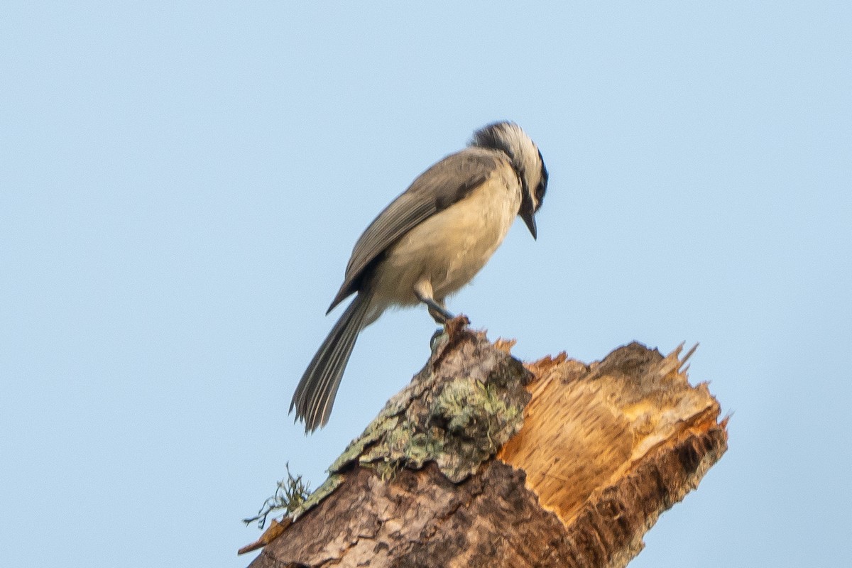 Carolina Chickadee - ML619704105