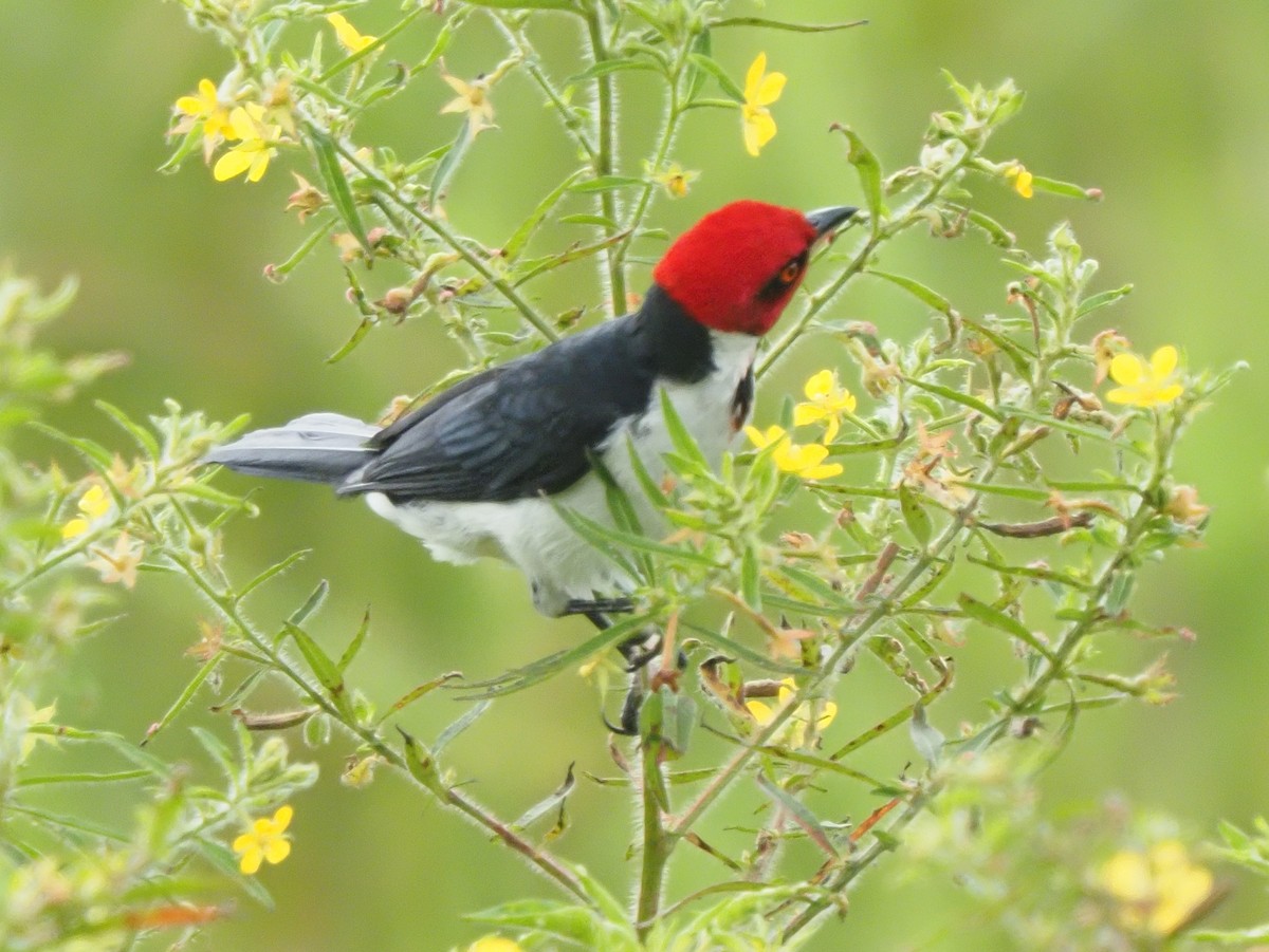 Red-capped Cardinal - ML619704106