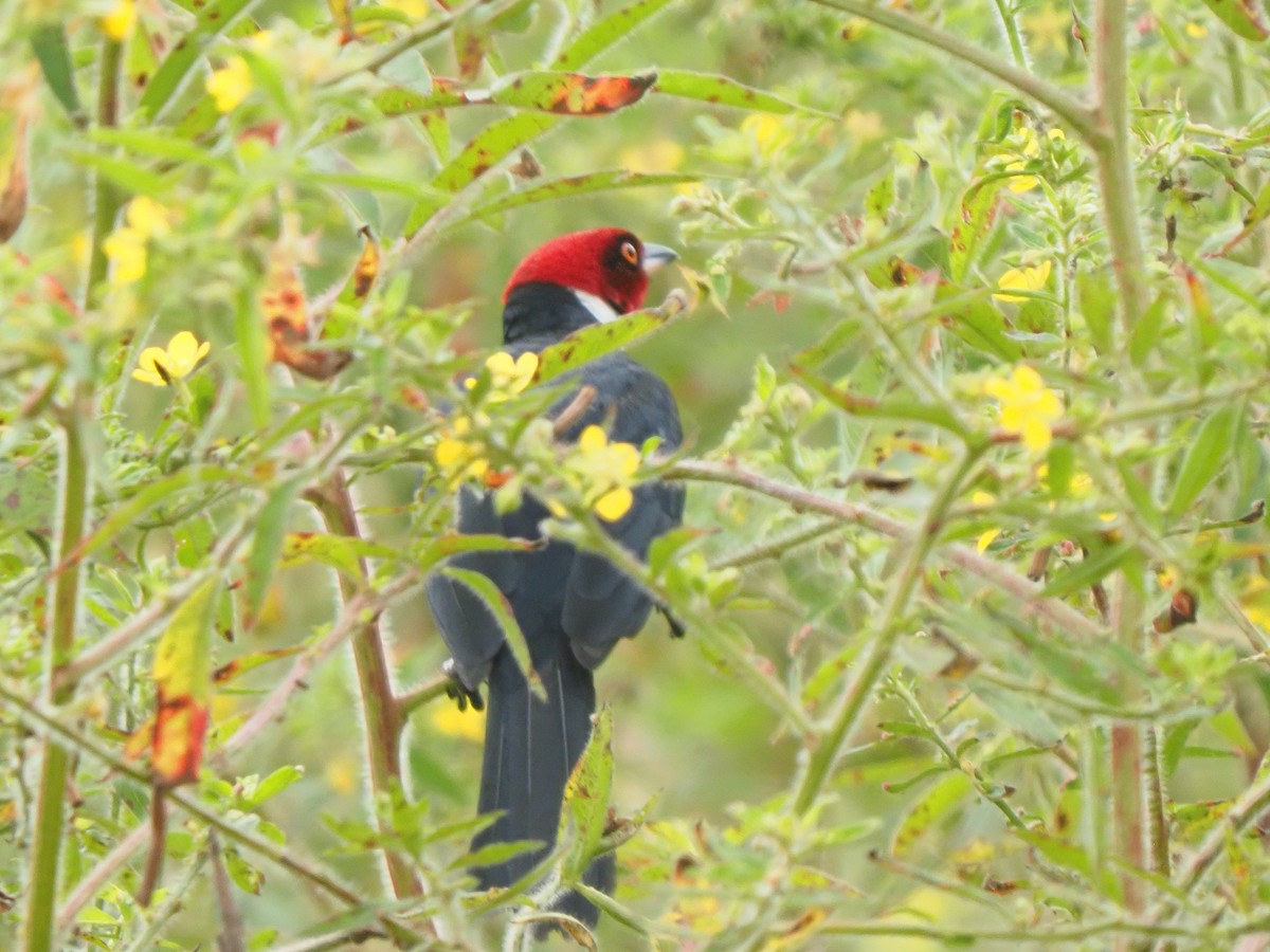 Red-capped Cardinal - ML619704112