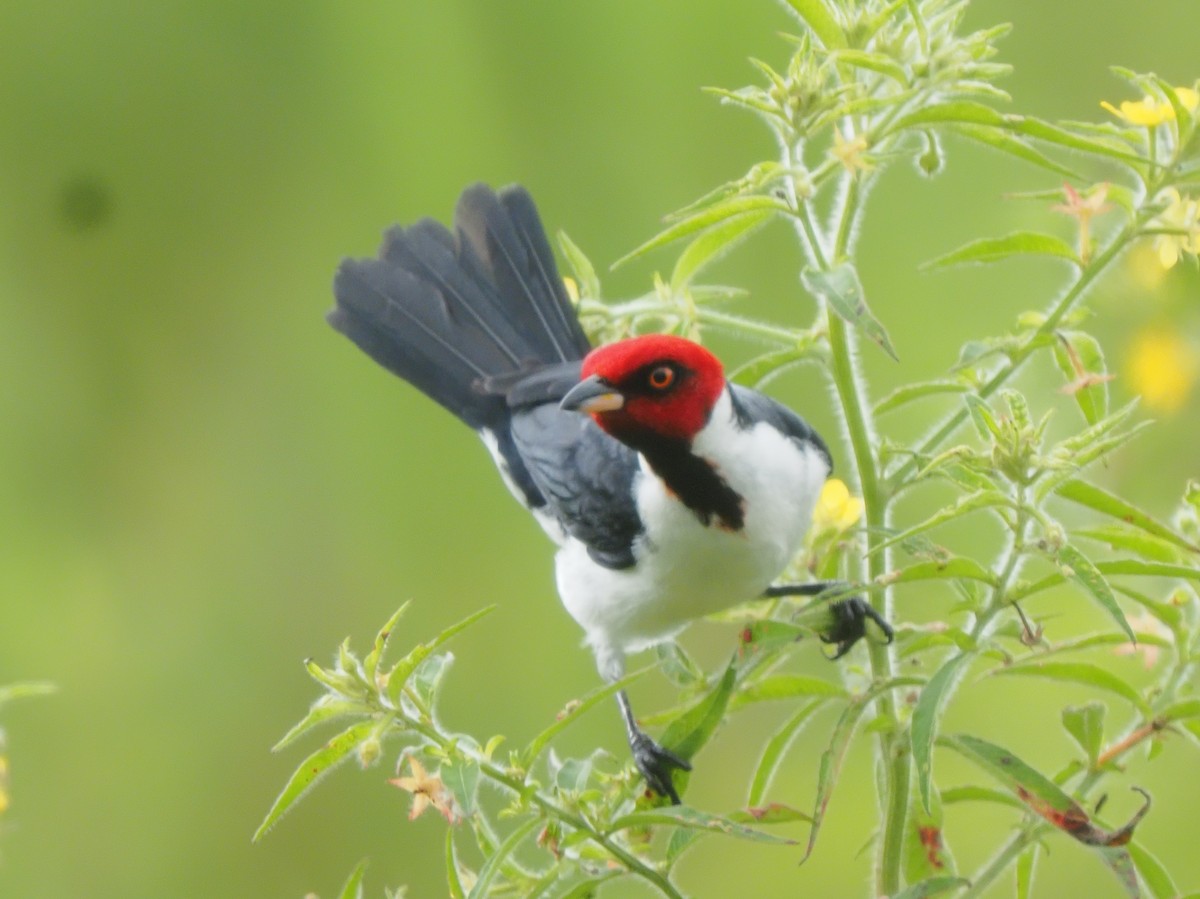 Red-capped Cardinal - ML619704113