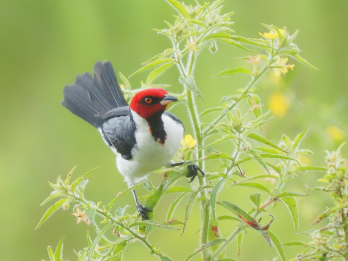 Red-capped Cardinal - ML619704115