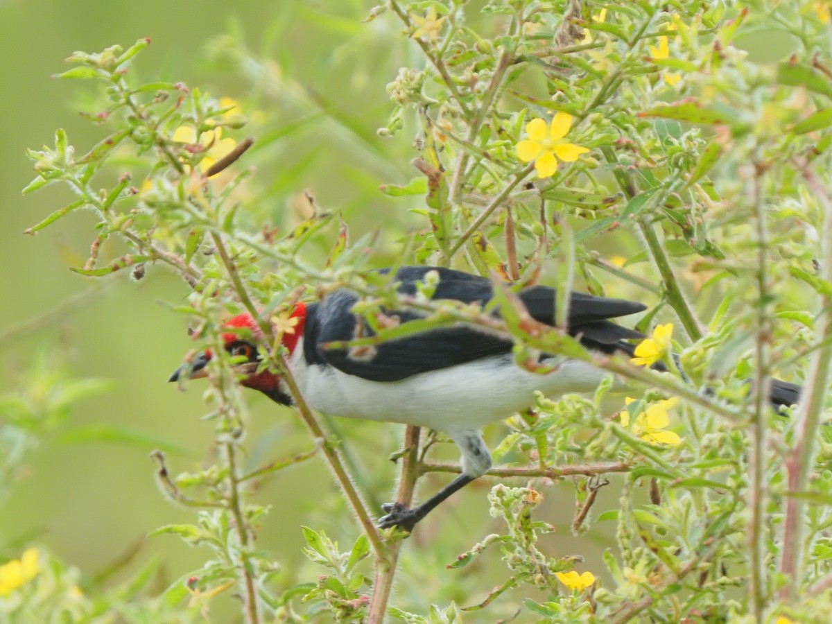 Red-capped Cardinal - ML619704116