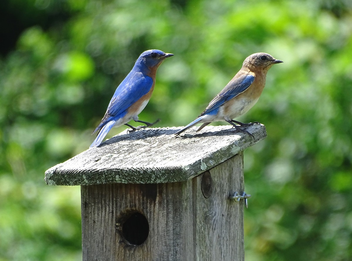 Eastern Bluebird - ML619704122