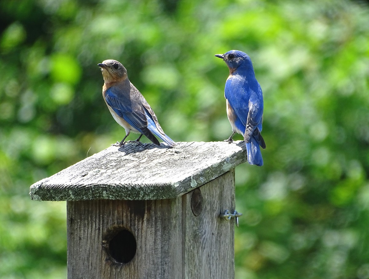Eastern Bluebird - ML619704123