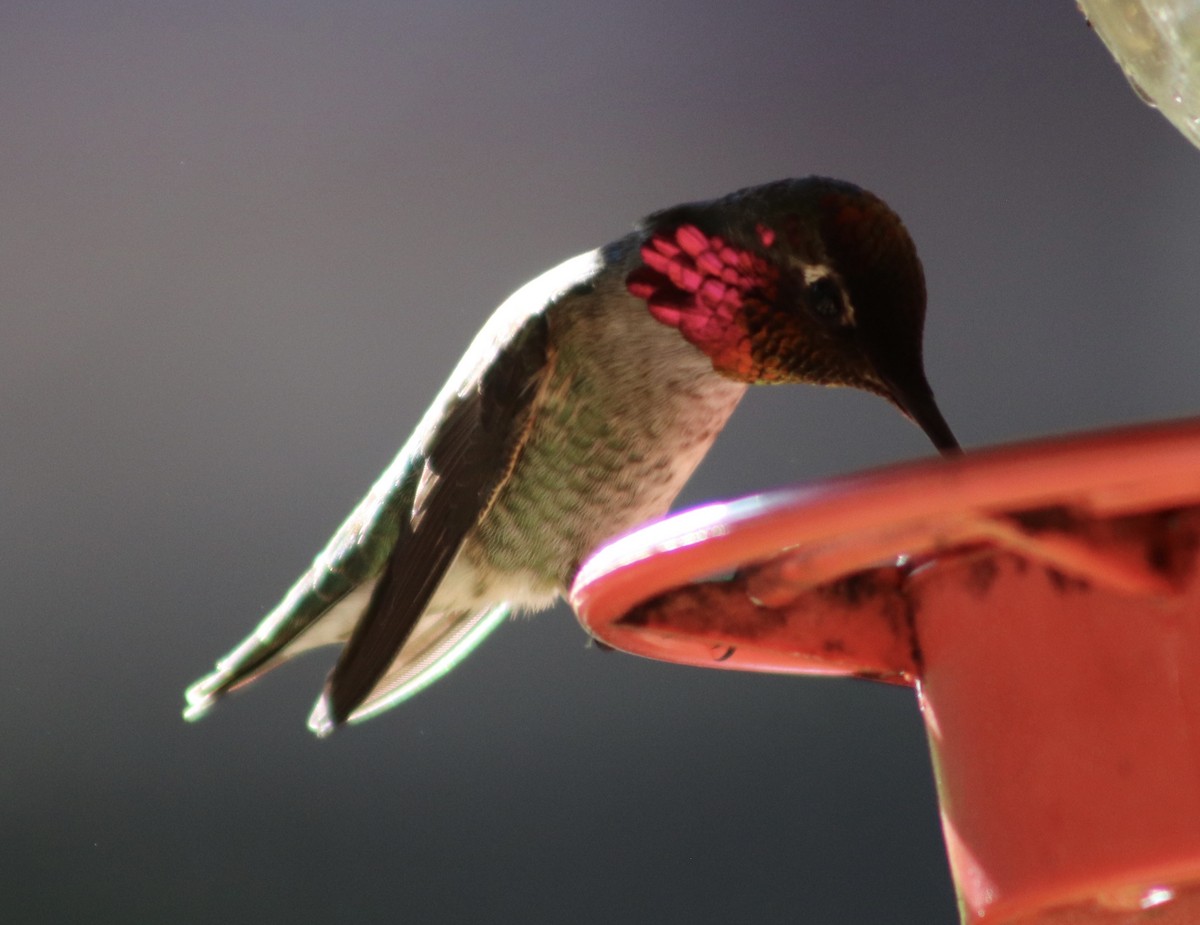 Anna's Hummingbird - ML619704125