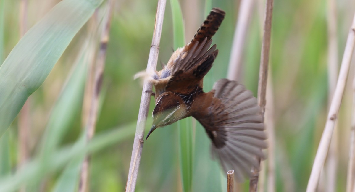 Marsh Wren - ML619704148