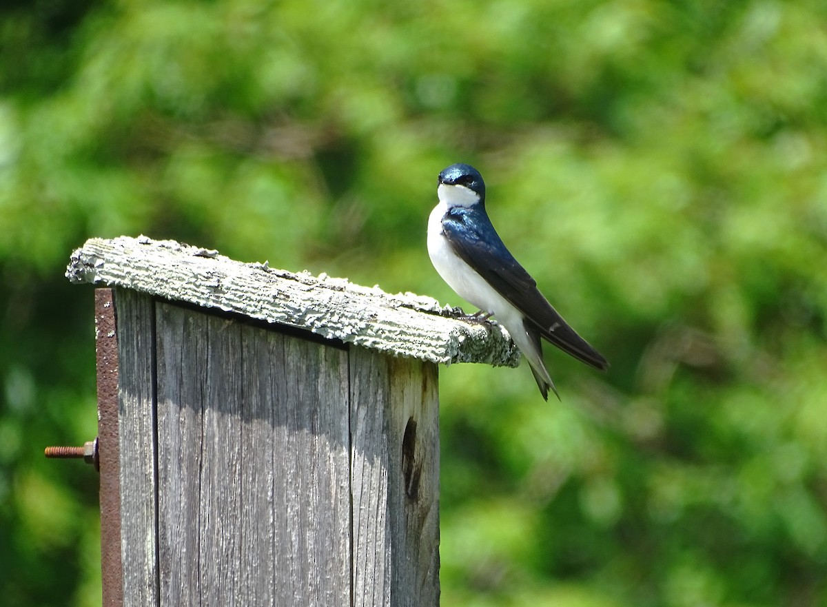 Tree Swallow - ML619704153