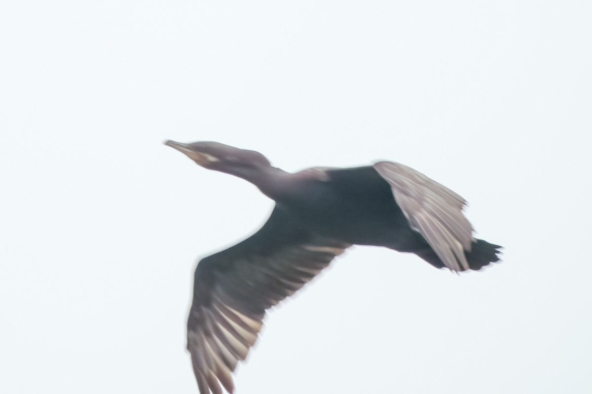 Neotropic Cormorant - Hoiman Low