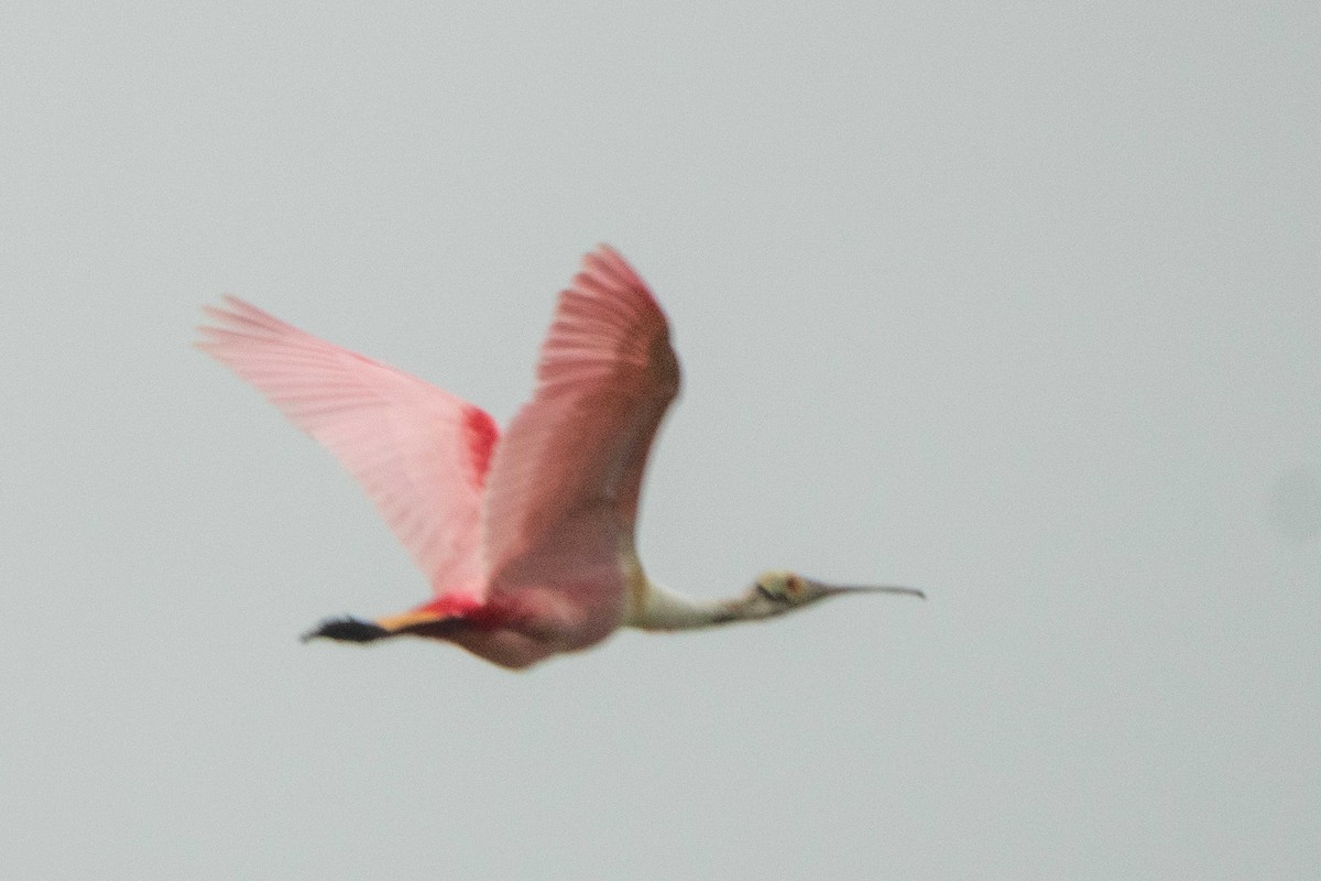 Roseate Spoonbill - Hoiman Low