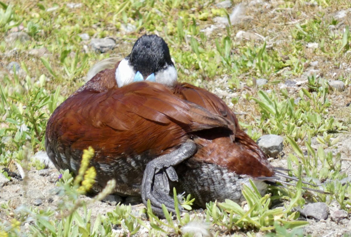 Ruddy Duck - ML619704180