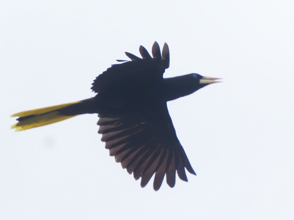 Yellow-rumped Cacique - ML619704195