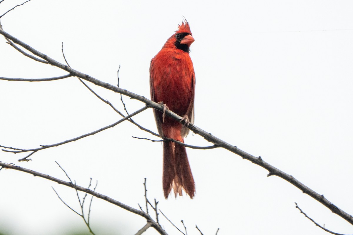 Cardinal rouge - ML619704203