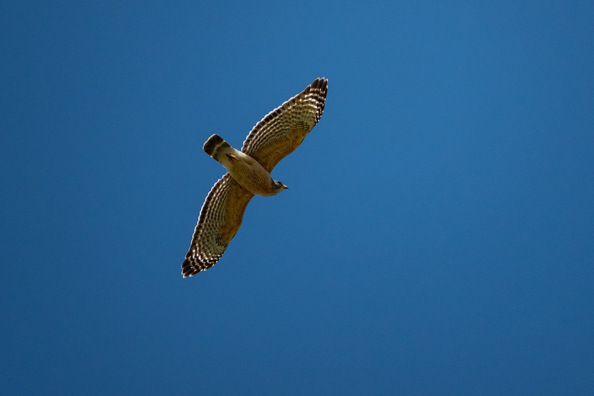 Red-shouldered Hawk - ML619704212