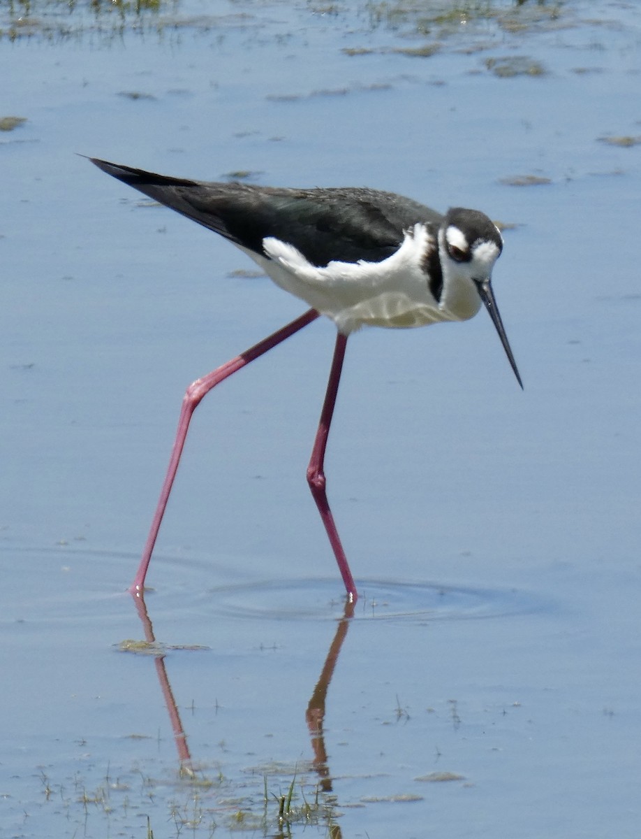 Black-necked Stilt - ML619704213