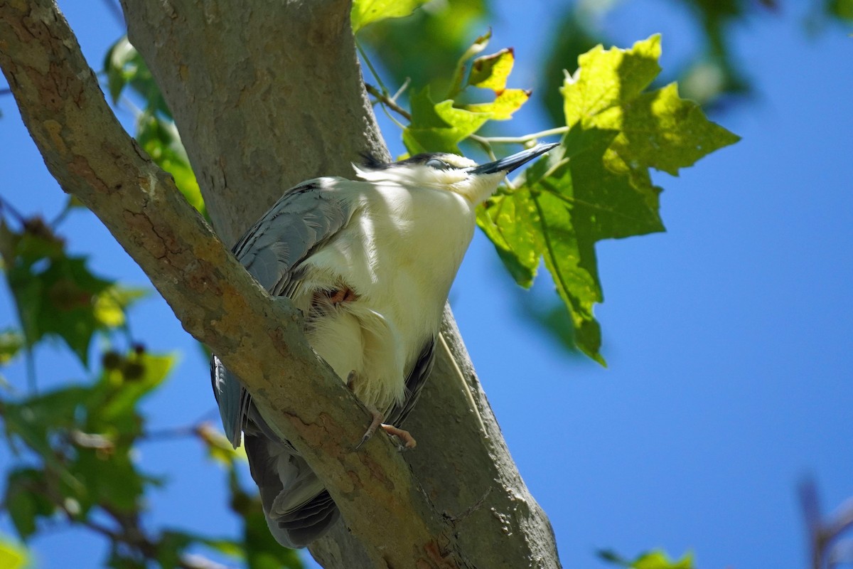 Black-crowned Night Heron - ML619704236