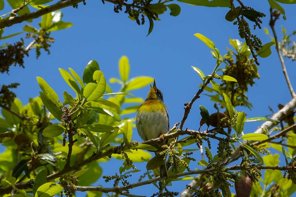 Parula Norteña - ML619704242