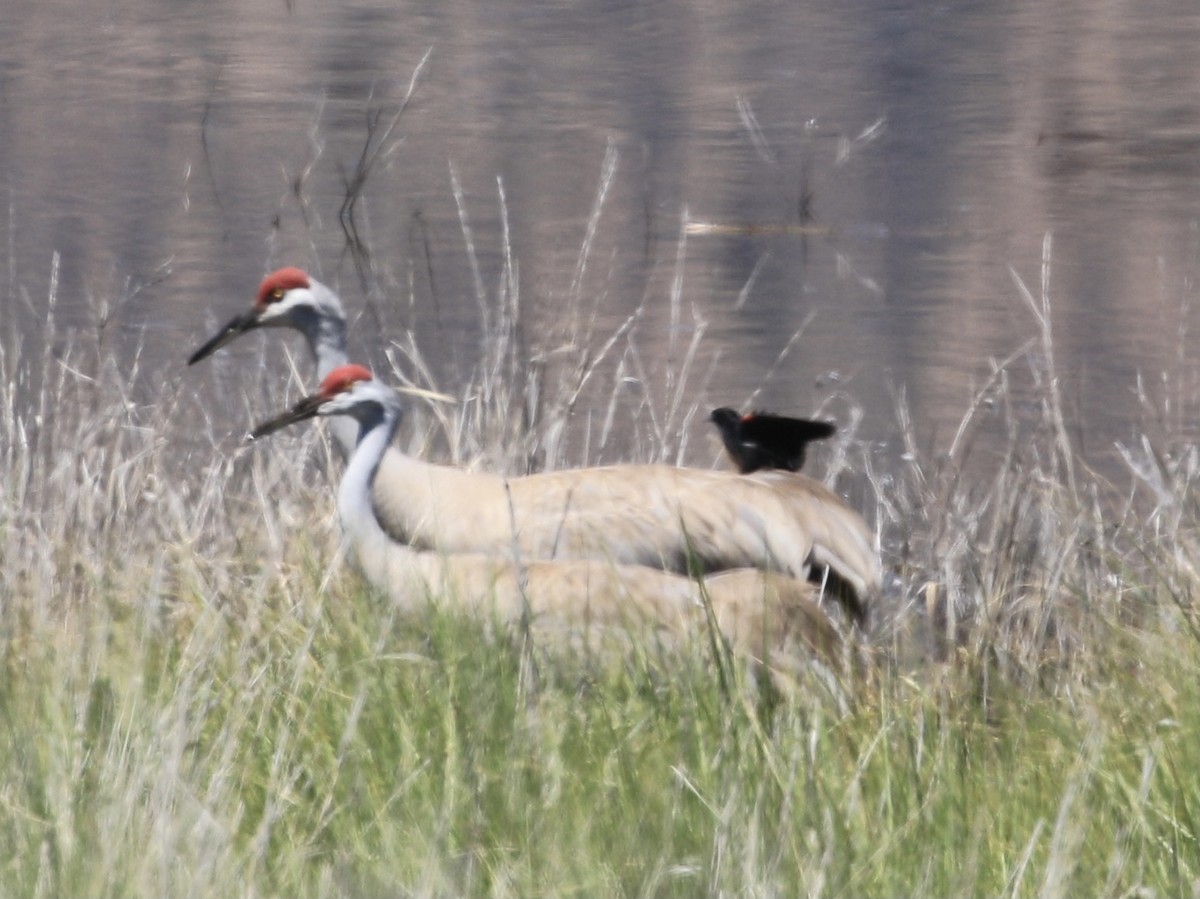 Sandhill Crane - ML619704249